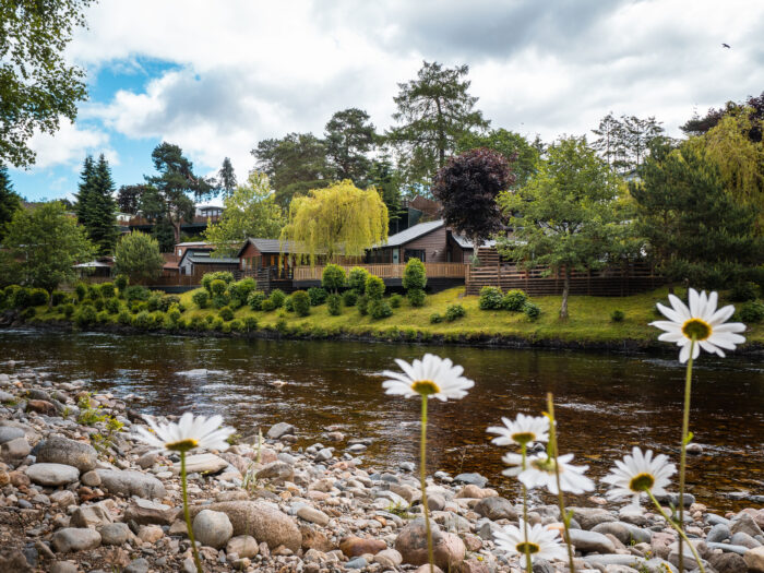 Rivertilt - photo of river and daisies with cabin in background